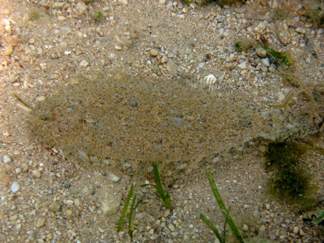 Arnoglossus thori (Kyle, 1913)